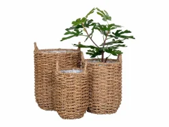 ebuy24 3 cestas de algas marinas naturales de Vietnam