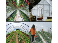 Best Película de Invernadero SucceBuy, 3.66x7.62 m, Película de Invernadero en Polietileno, Plástico Resistente a los UV, para Residenciales y Agrícolas Transparente