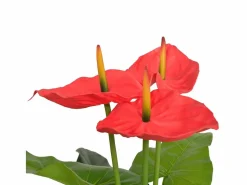 Planta artificial con maceta Anthurium 90 cm y Amarillo